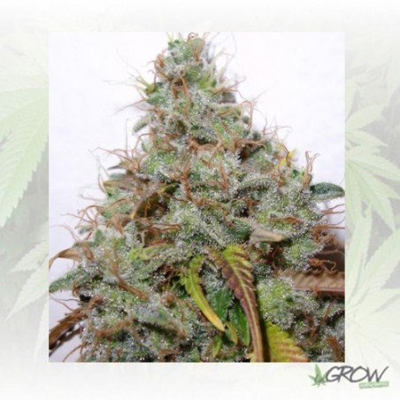 White Berry Paradise Seeds - 5 Seeds