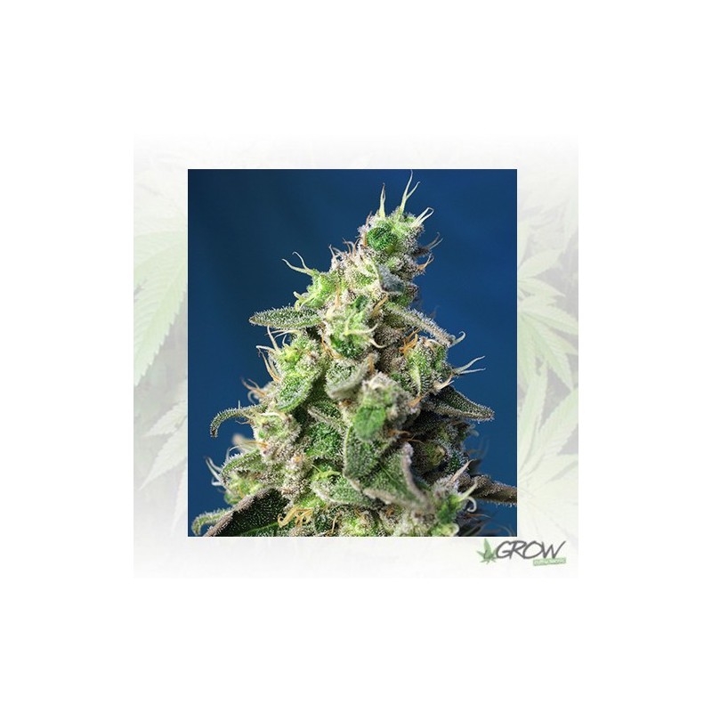 Green Poison XL Auto® Sweet Seeds - 5 Seeds