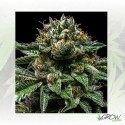ChemPie Ripper Seeds - 1 Seed