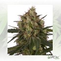 Ice Royal Queen Seeds - 3 Seeds
