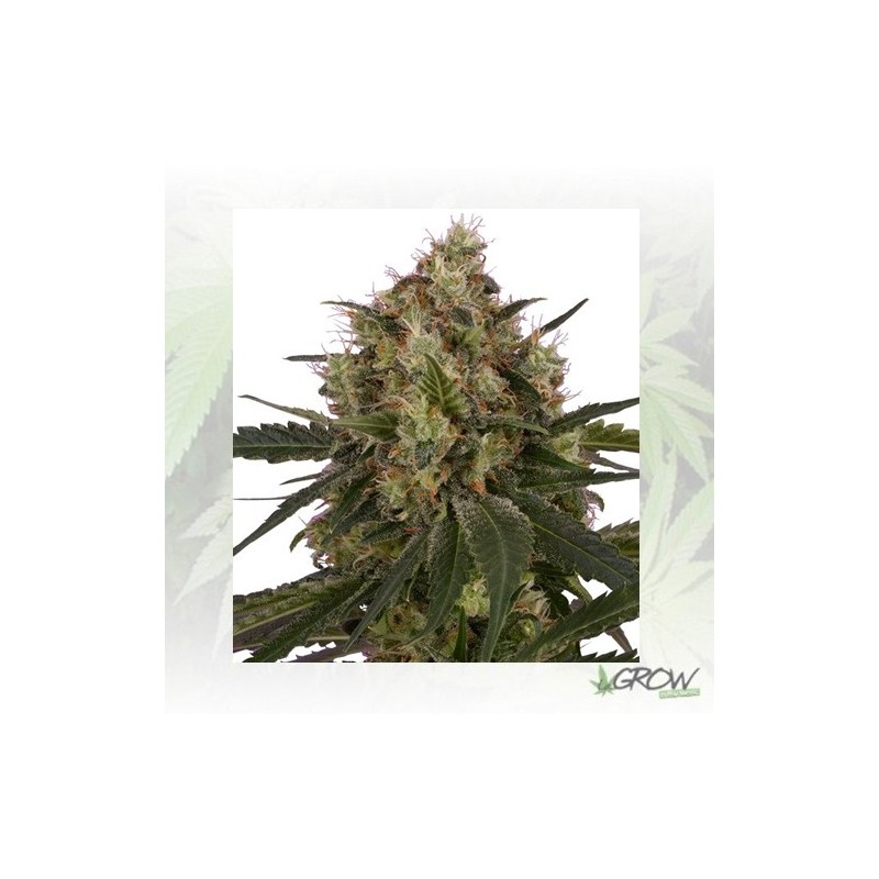 Ice Royal Queen Seeds - 3 Seeds