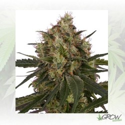 Ice Royal Queen Seeds - 5 Seeds