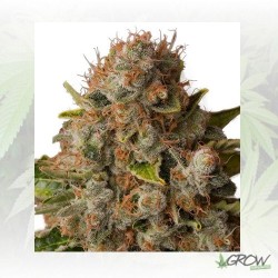 White Widow Royal Queen Seeds - 3 Seeds