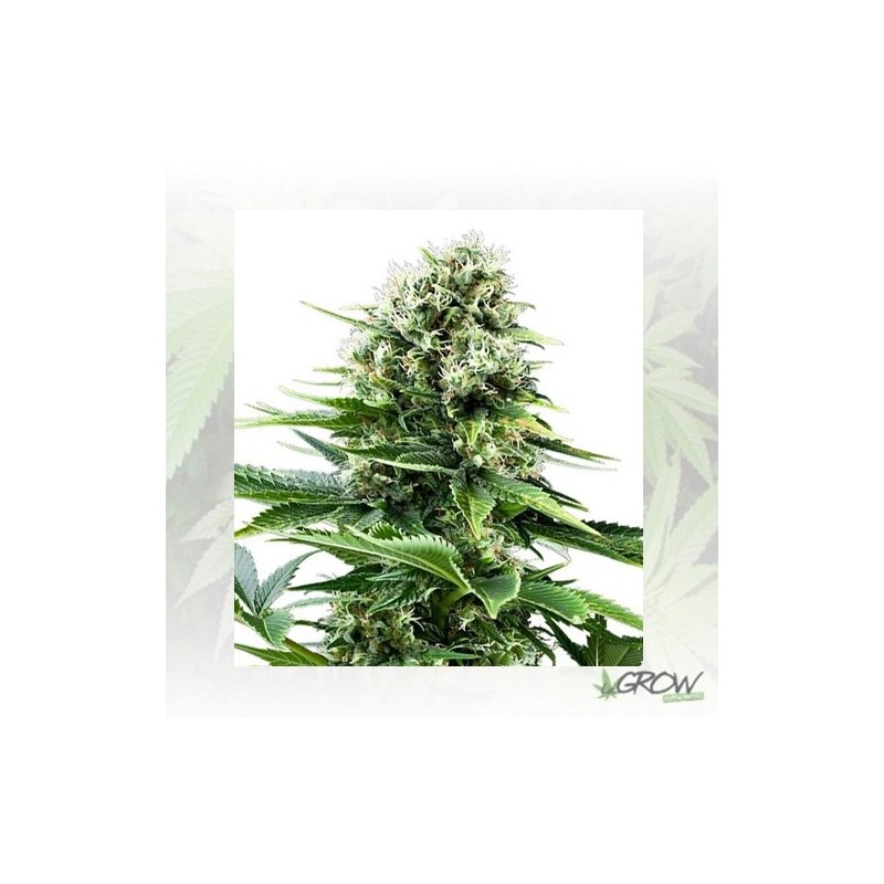 Power Flower Royal Queen Seeds - 1 Seed