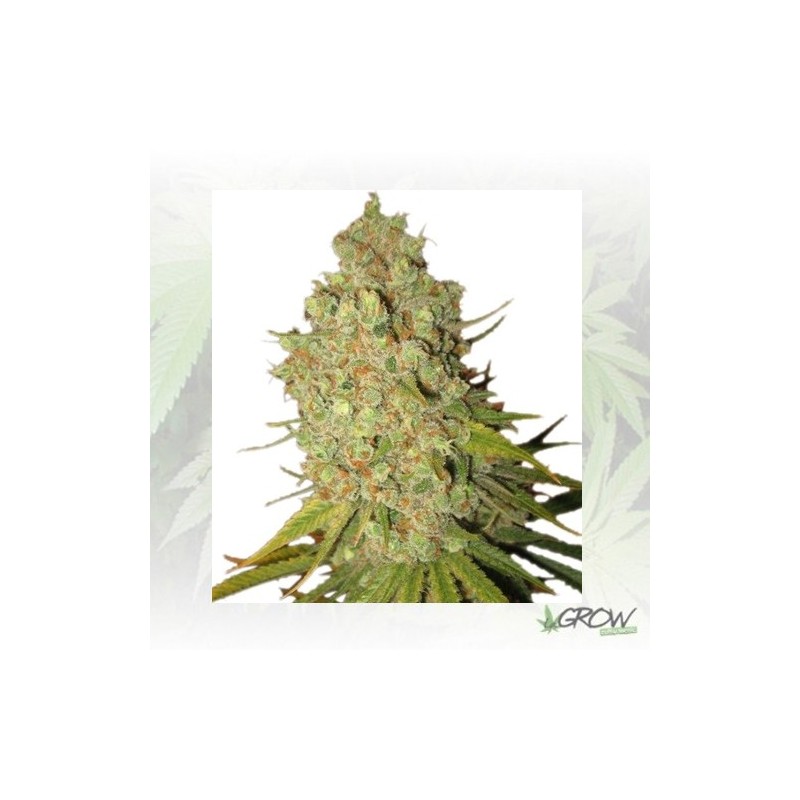 Special Kush 1 Royal Queen Seeds - 1 Seed