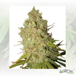 Special Kush 1 Royal Queen Seeds - 5 Seeds
