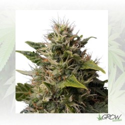 Royal Moby Royal Queen Seeds - 10 Seeds