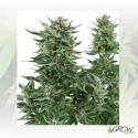 Easy Bud Auto Royal Queen Seeds - 1 Seed