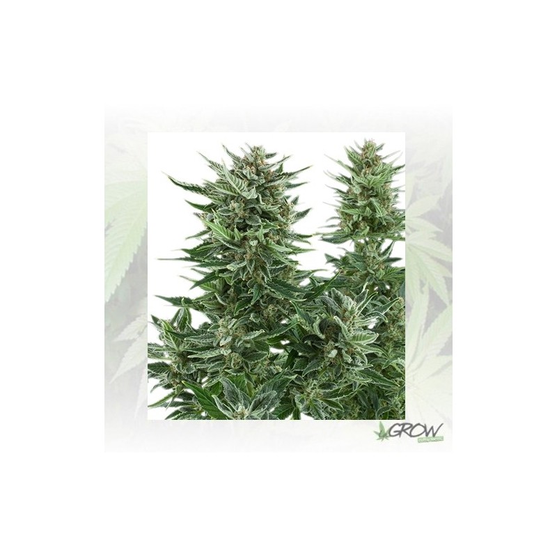 Easy Bud Auto Royal Queen Seeds - 1 Seed