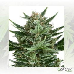Quick One Royal Queen Seeds - 3 Seeds