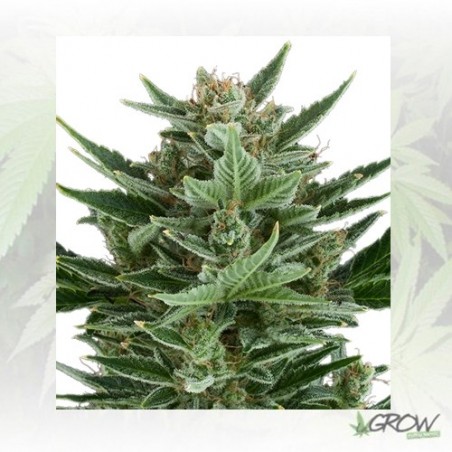 Quick One Auto Royal Queen Seeds - 3 Seeds
