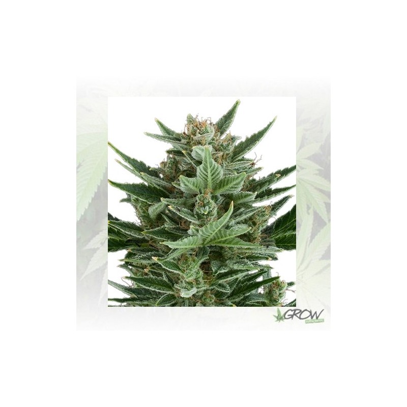 Quick One Auto Royal Queen Seeds - 10 Seeds