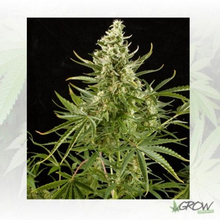 Royal Critical Auto Royal Queen Seeds - 1 Seed