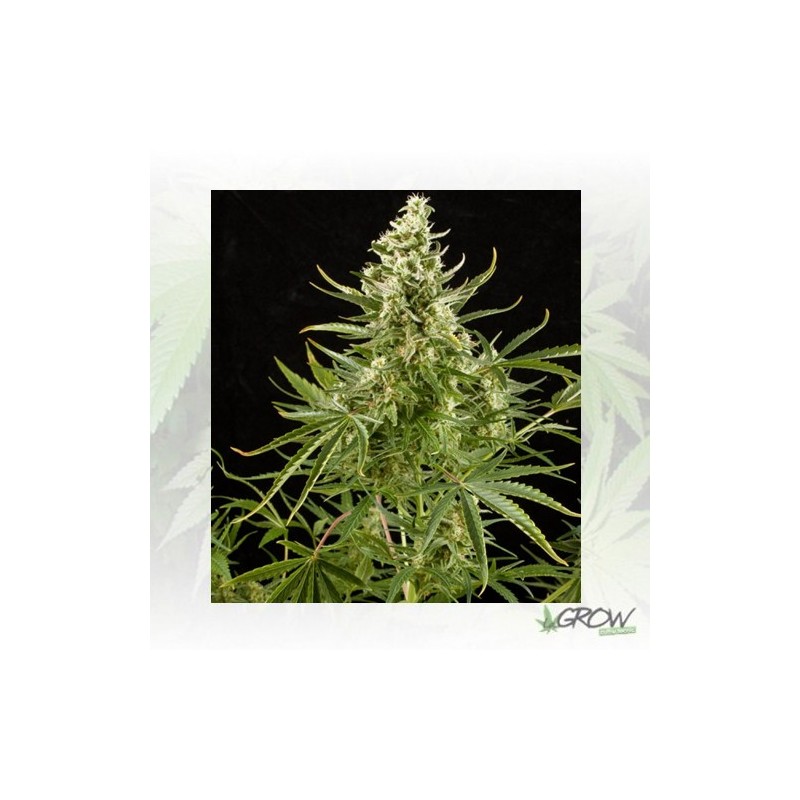 Royal Critical Auto Royal Queen Seeds - 3 Seeds