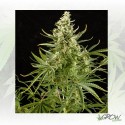 Royal Critical Auto Royal Queen Seeds - 5 Seeds