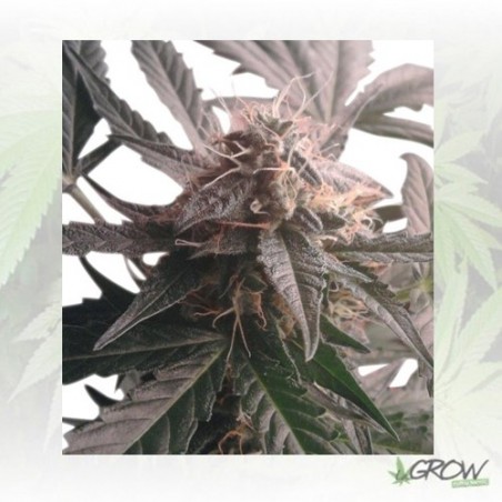 Northern Light Auto Royal Queen Seeds - 1 Seed