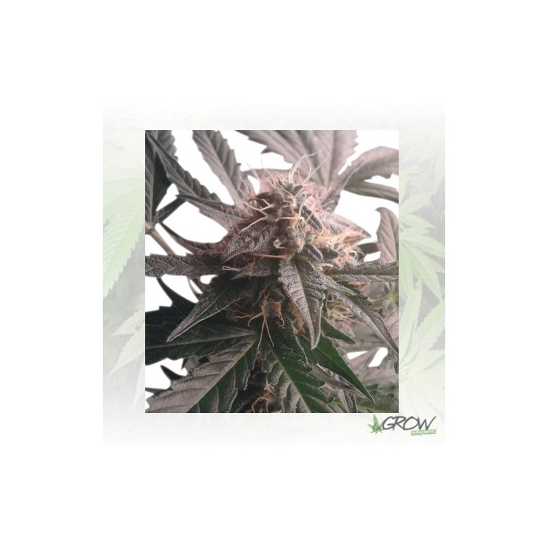 Northern Light Auto Royal Queen Seeds - 3 Seeds