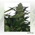 Royal AK Auto Royal Queen Seeds - 3 Seeds