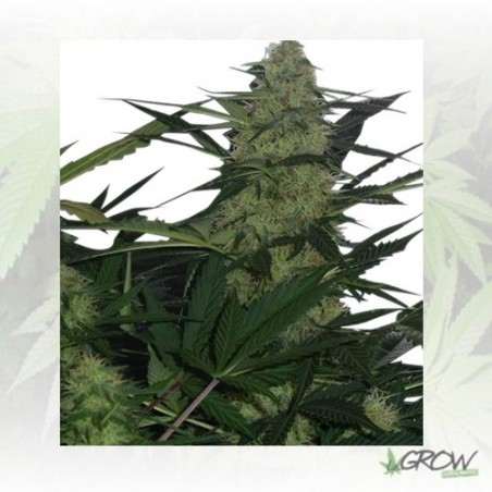 Royal AK Auto Royal Queen Seeds - 5 Seeds