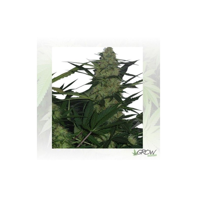 Royal AK Auto Royal Queen Seeds - 10 Seeds