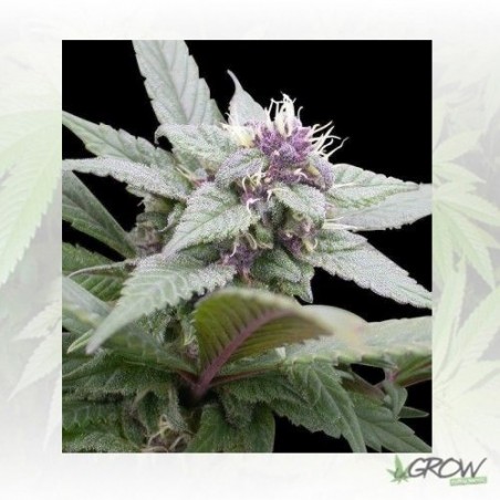 Royal Bluematic Royal Queen Seeds - 1 Seed
