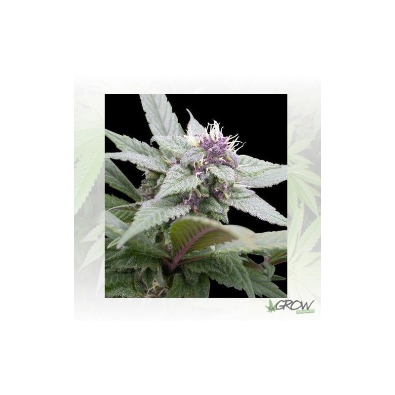 Royal Bluematic Royal Queen Seeds - 10 Seeds