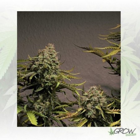 Blue Cheese Auto Royal Queen Seeds - 1 Seed
