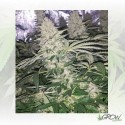 Critical Kush Royal Queen Seeds - 1 Seed