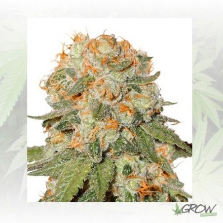 Orange Bud® Dutch Passion - 5 Seeds