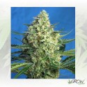 Jack 47 XL Auto® Sweet Seeds - 3 Seeds