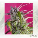 Crystal Candy Auto® Sweet Seeds - 3 Seeds