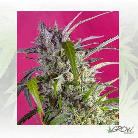 Crystal Candy Auto® Sweet Seeds - 5 Seeds