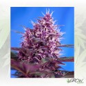 Red Poison Auto® Sweet Seeds - 5 Seeds