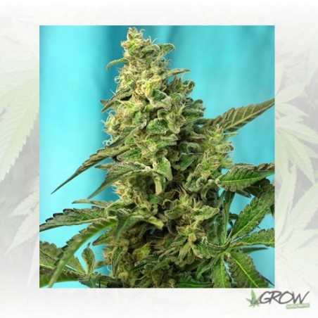 Green Poison F1 Fast Version® Sweet Seeds - 3 Uds