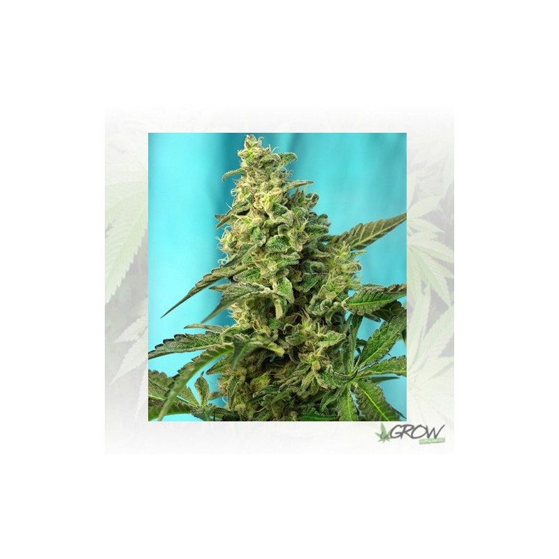 Green Poison F1 Fast Version® Sweet Seeds - 5 Uds