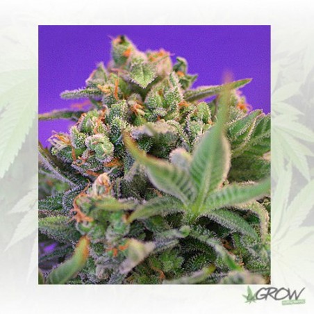 Sweet Cheese F1 Fast Version® Sweet Seeds - 3 Seed