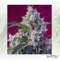 Indigo Berry Kush® Sweet Seeds - 3 Seeds