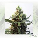 Toxic Ripper Seeds - 1 Seed