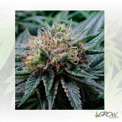 Bubblicious Resin Seeds - 3 Seeds