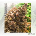 HulkBerry Royal Queen Seeds - 1 Seed