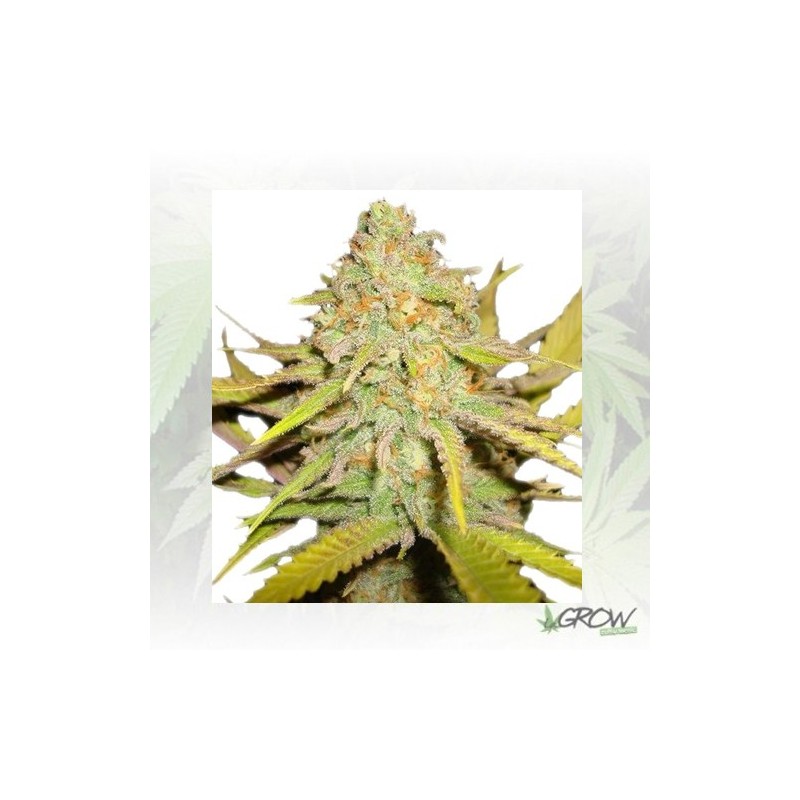 O.G. Kush Royal Queen Seeds - 1 Seed