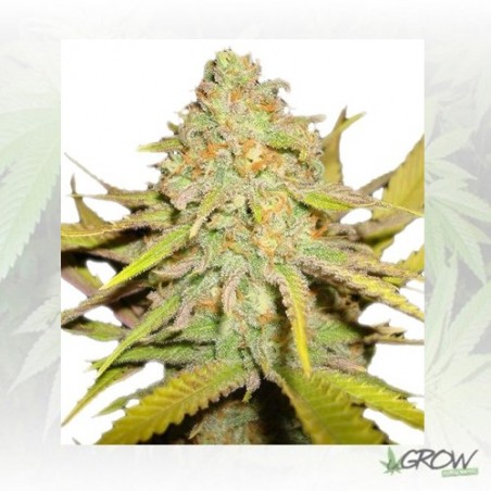 O.G. Kush Royal Queen Seeds - 1 Seed