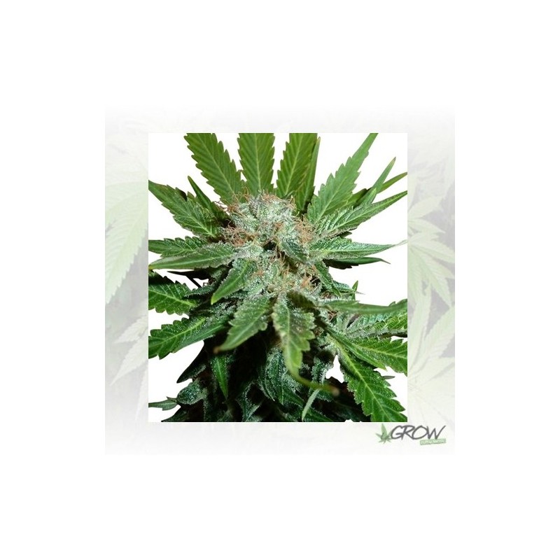 Royal Cheese FF Royal Queen Seeds - 1 Seed