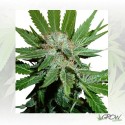 Royal Cheese FF Royal Queen Seeds - 10 Seeds