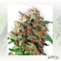 Kali Dog Royal Queen Seeds - 1 Seed