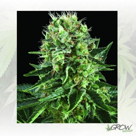 Bubble Kush Royal Queen Seeds - 3 Seeds