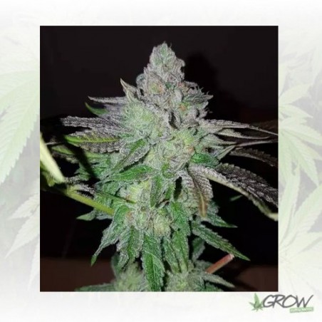 Pineapple Kush Royal Queen Seeds - 1 Seed