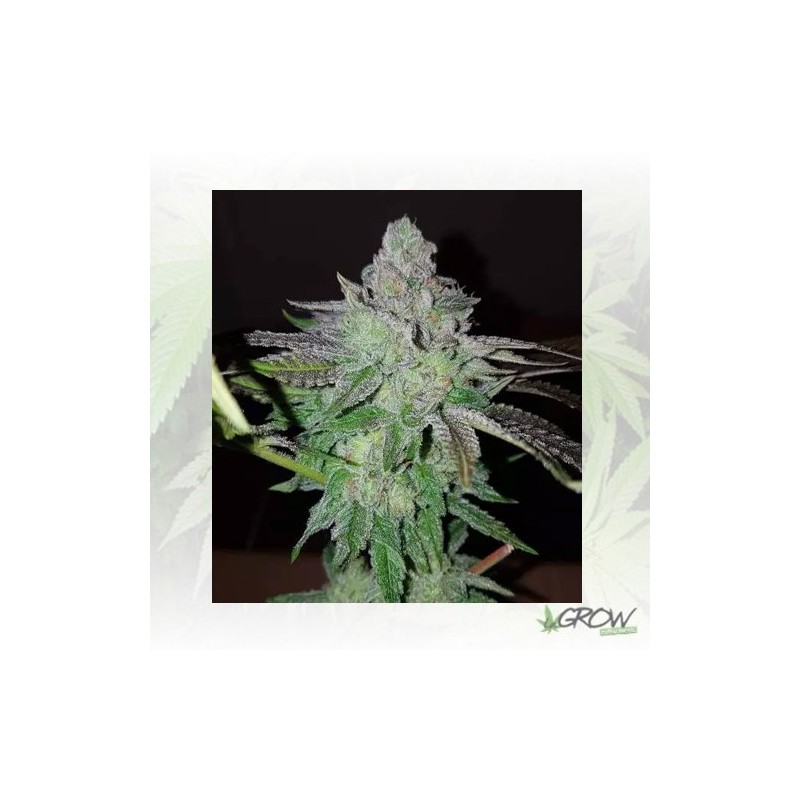 Pineapple Kush Royal Queen Seeds - 3 Seeds