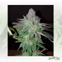 Pineapple Kush Royal Queen Seeds - 10 Seeds