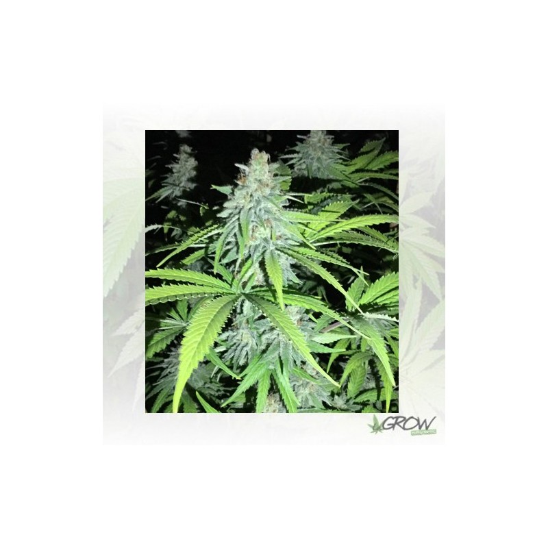 Candy Kush Express Royal Queen Seeds - 1 Seed